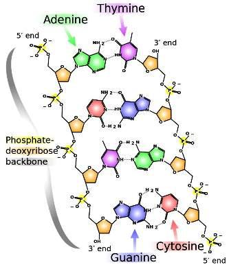 Ilustración: estructura química del ADN. Cortesía de Madprime.